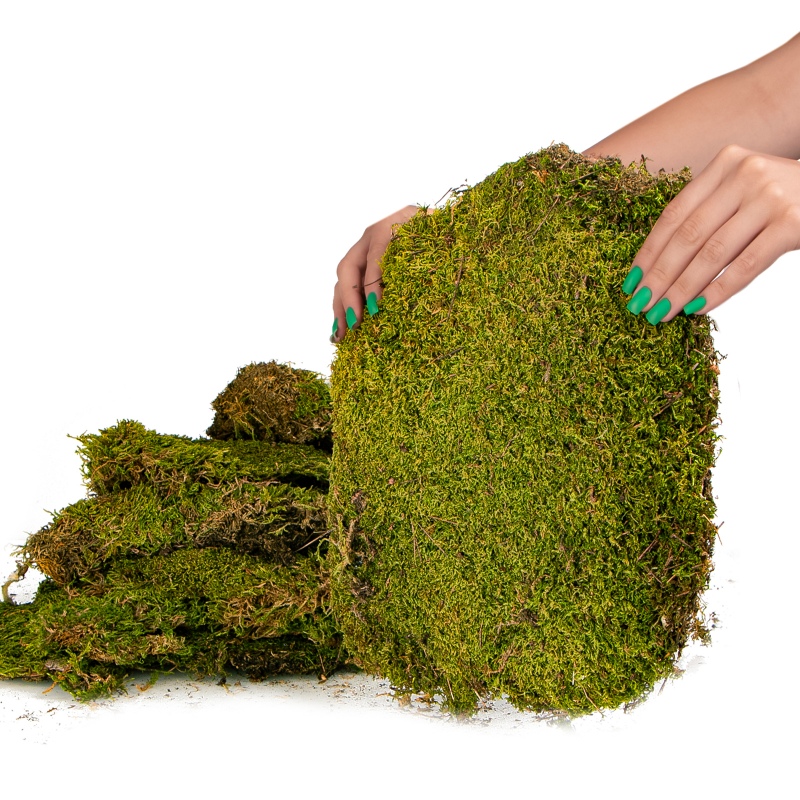 Terrario Shadow Forest Moss - natural moss 35x28cm